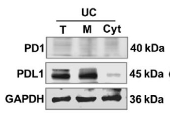 The expressions of PD1 and PDL1 were assessed by western blot analysis.jpg